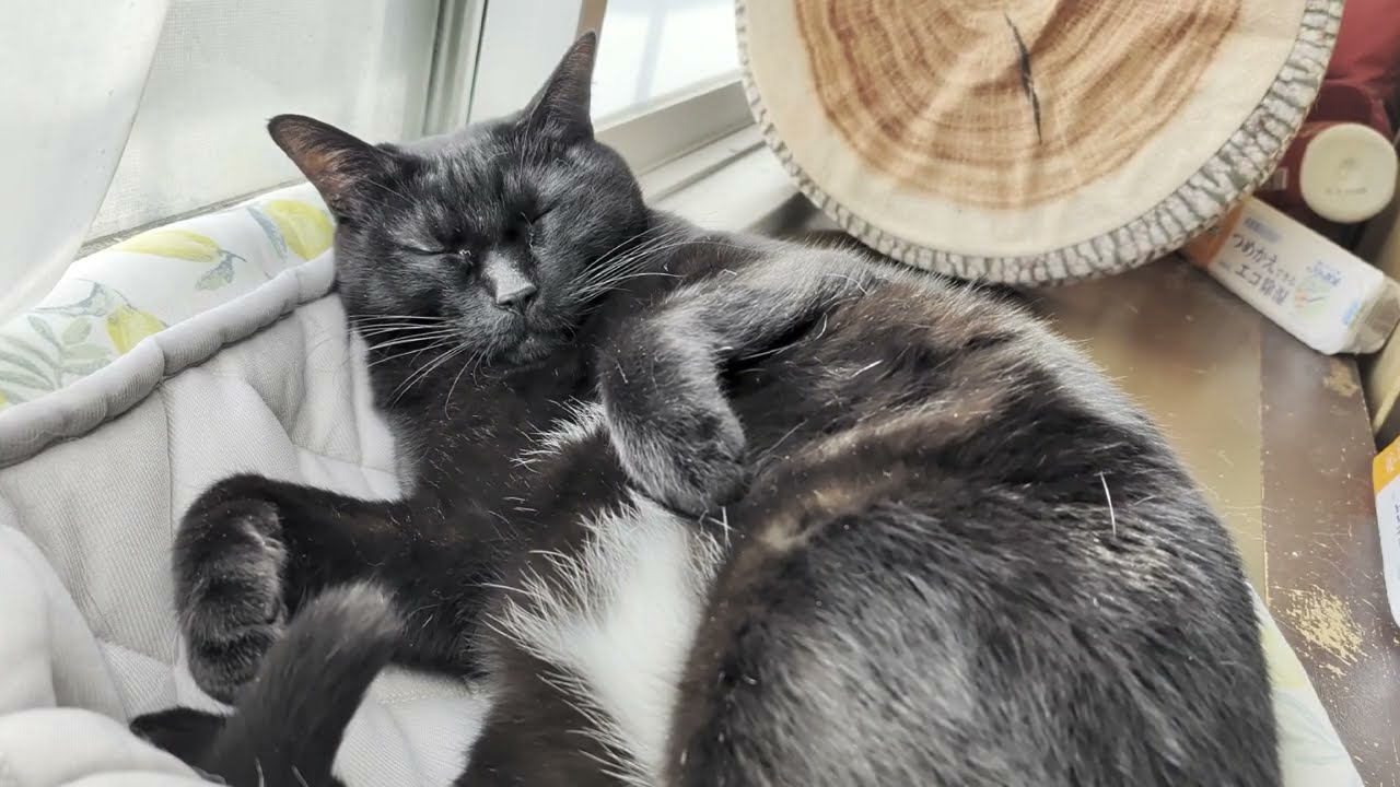 「寝落ち専用！黒猫が寝てるだけの22分（BGMなし・リアル音）」