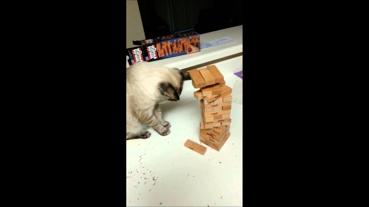 Cat actually playing Jenga!