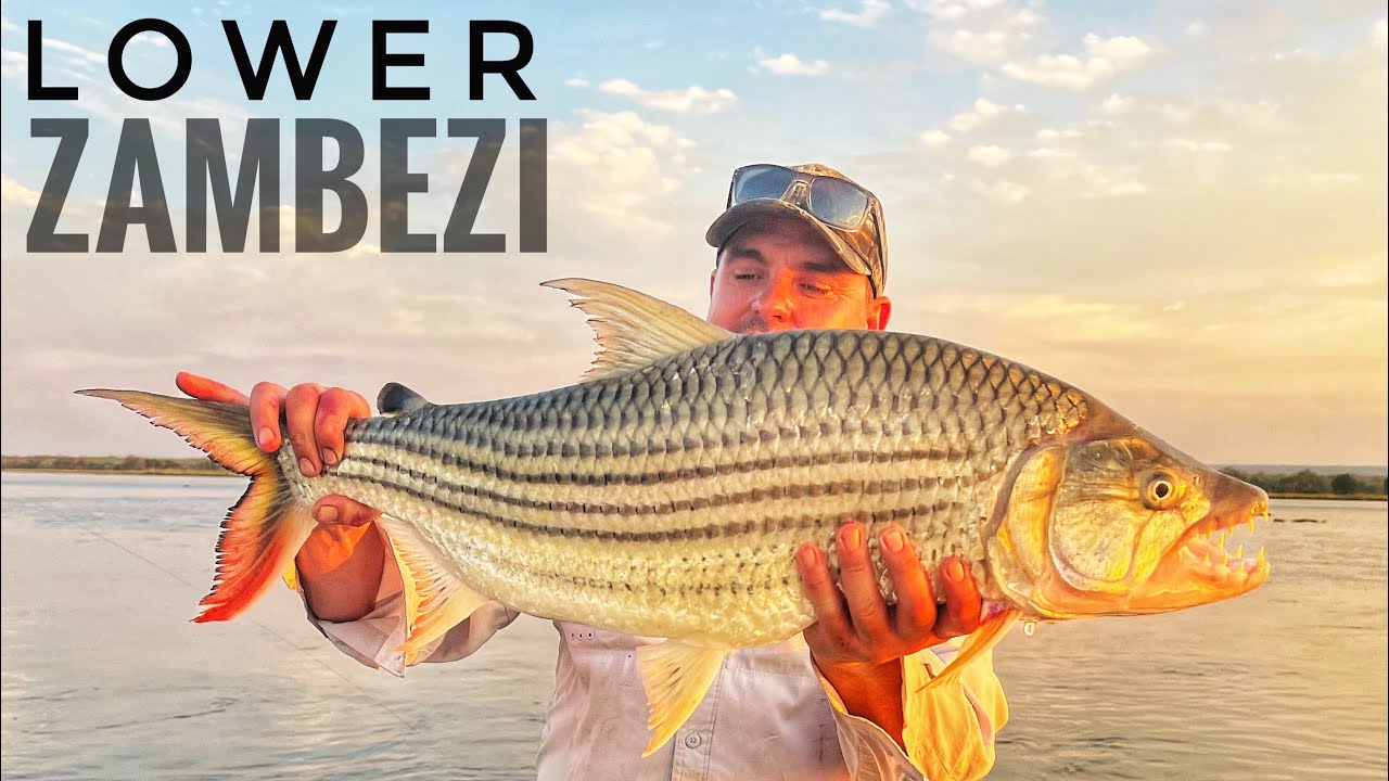 Речные монстры Нижней Замбези! (Рыба-тигр, гриф, чесса, змея и афалина)