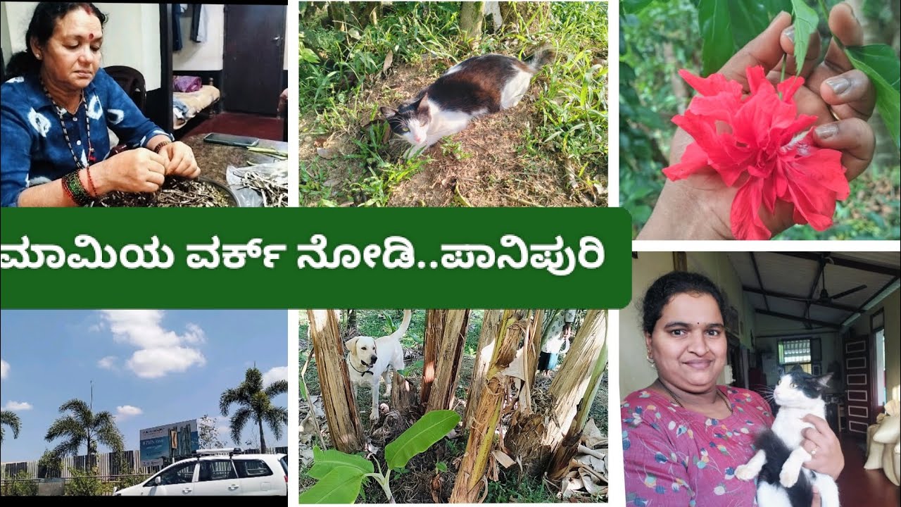 Finally... 😂 ಹೆಸರು ಕಾಳು ಮಾಮಿಯೇ ಬಿಡಿಸಿದ್ದು 🤩 ಪಾನಿಪುರಿ ತಿನ್ನುವ ಬನ್ನಿ ❤️🫶😊