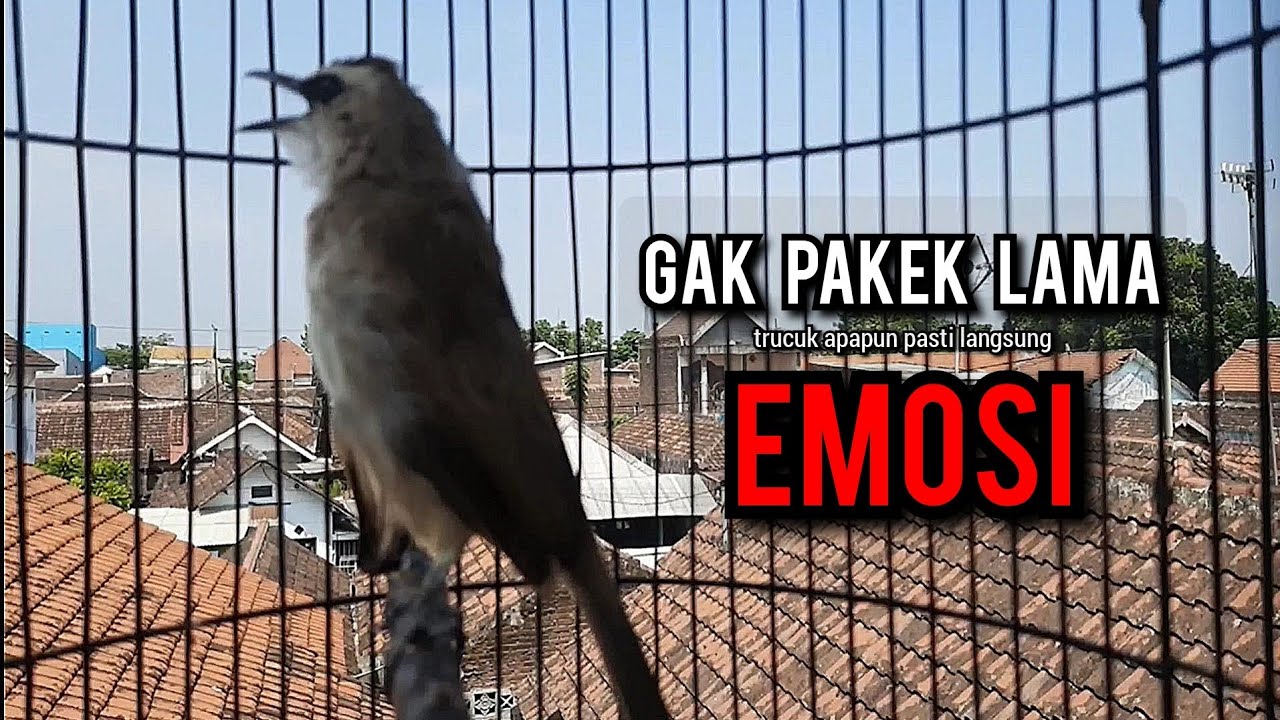 trucukan gacor TARUNG ROPEL PANJANG pancingan trucukan agar bunyi jadikan burung trucuk gacor EMOSI