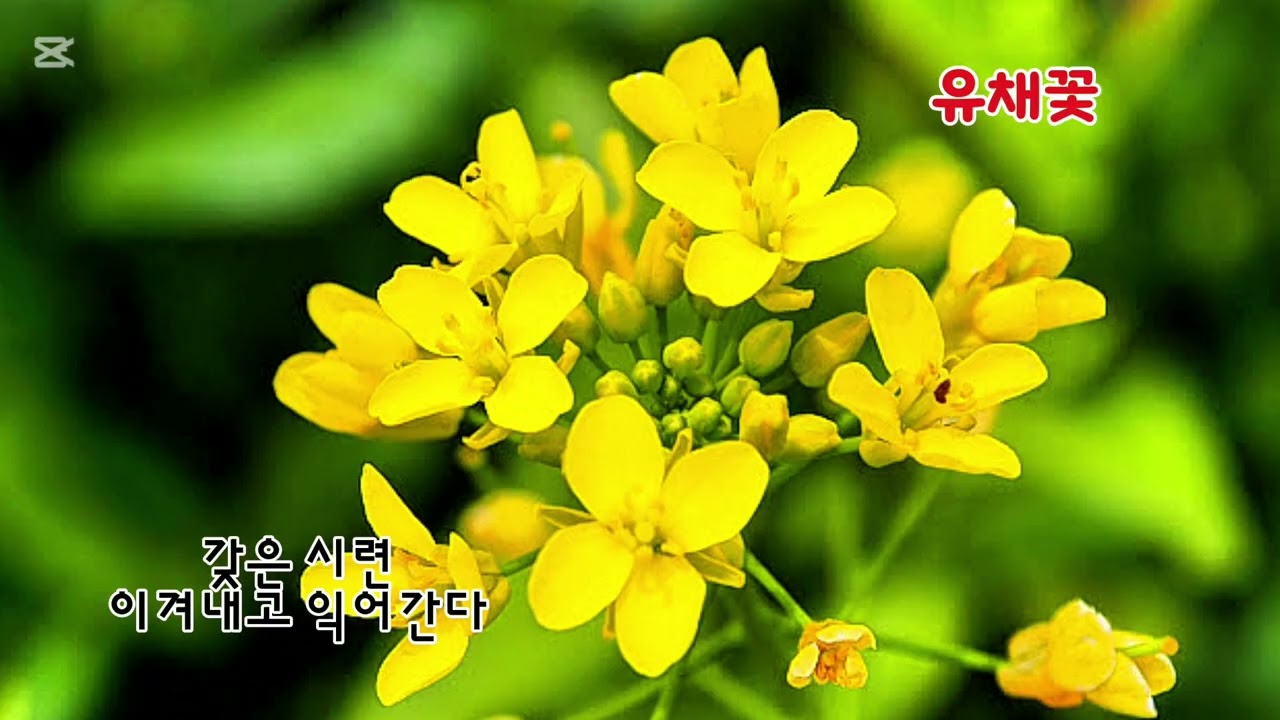 ■장성현가곡교실 [3019] 유채꽃 ♡류재영 시/정애련 작곡 