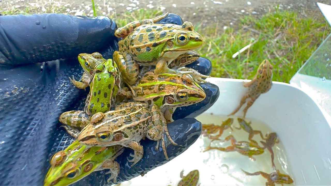 蛙とエンジョイ♫ 春の田んぼでユル採集【トノサマガエル】