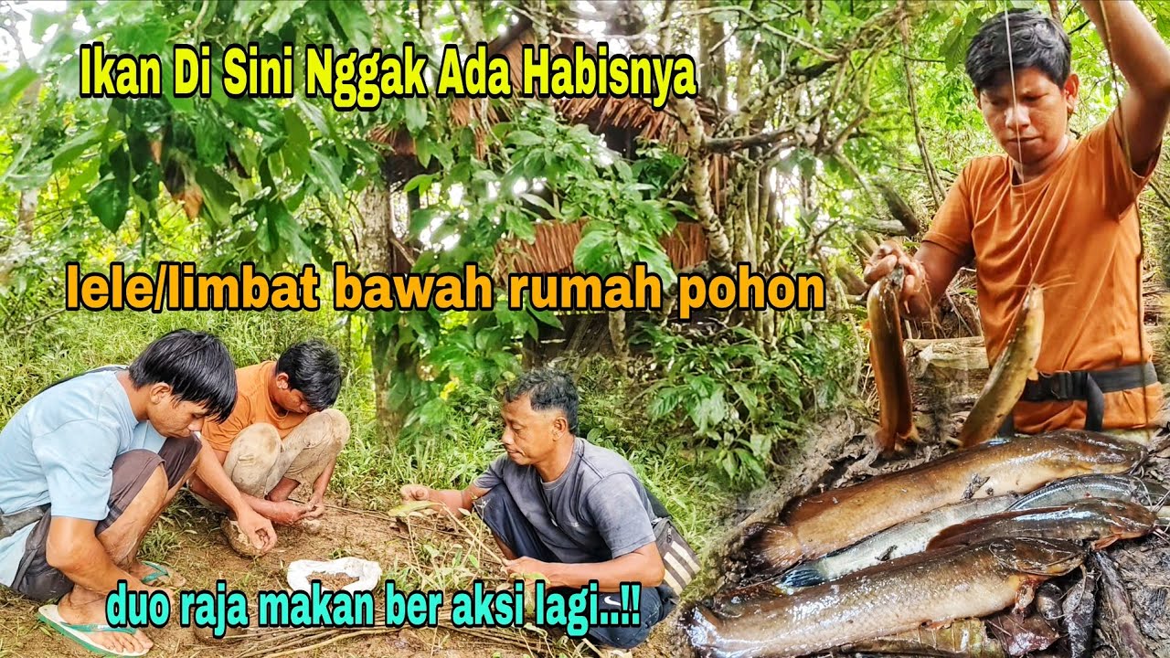 LELE /LIMBAT BAWAH RUMAH POHON NGGAK ADA HABISNYA || PAKCIK DAN HARUN BER AKSI LAGI