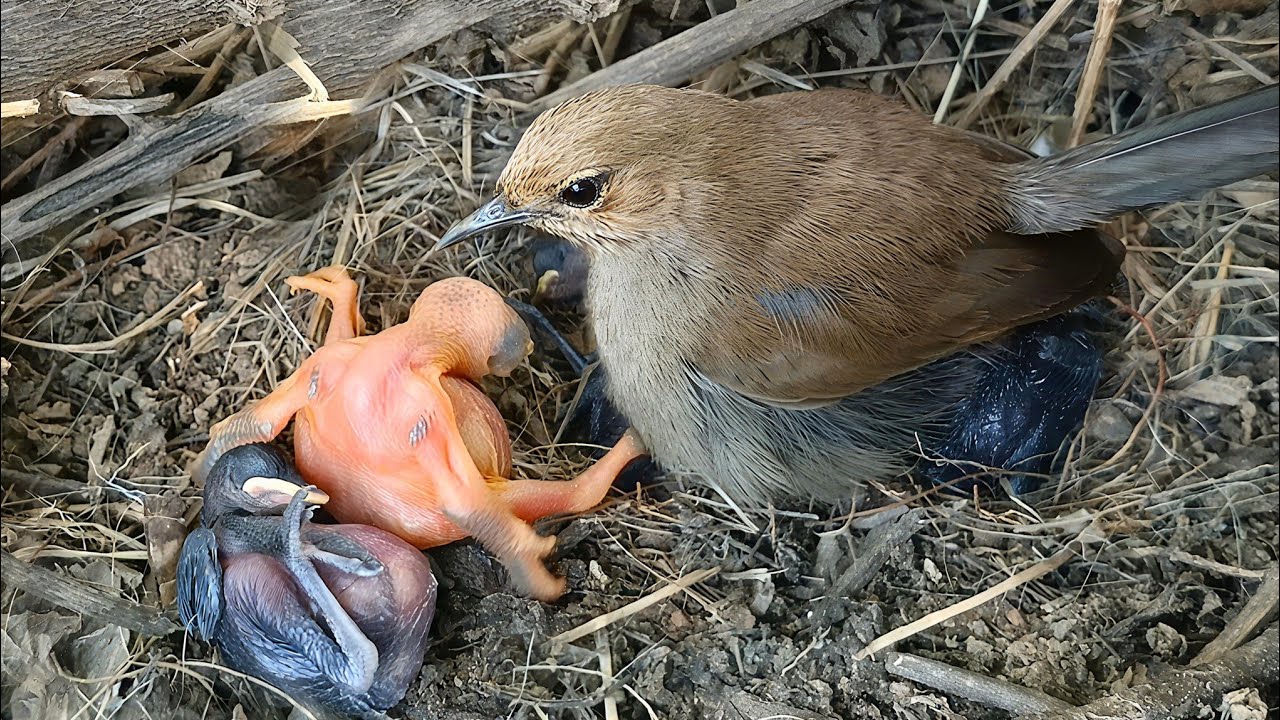Mother sat on the other baby's and the cuckoo baby took one baby out and took it away. 