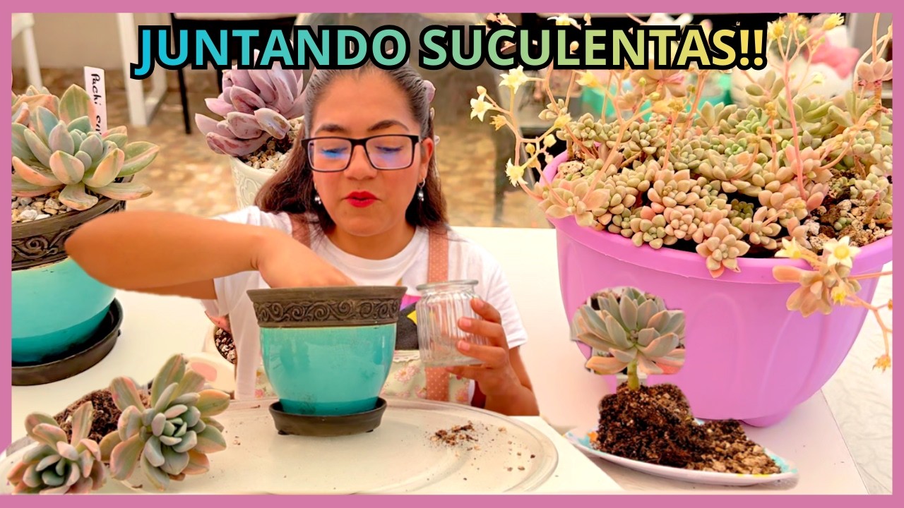 JUNTANDO  SUCULENTAS EN MACETAS LINDAS | ORGANIZACION TIPS Y AVANCE EN EL JARDIN