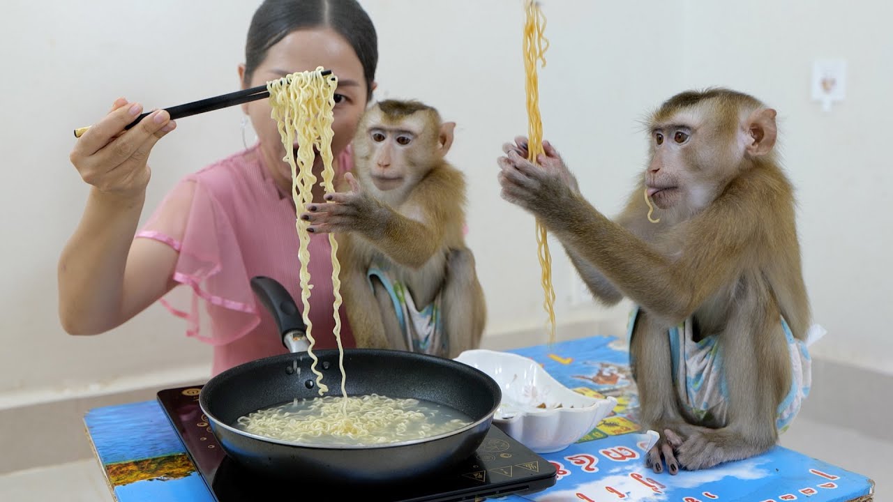 Wow !!! Monkey DouDou Very Like To Eat Noodle Soup