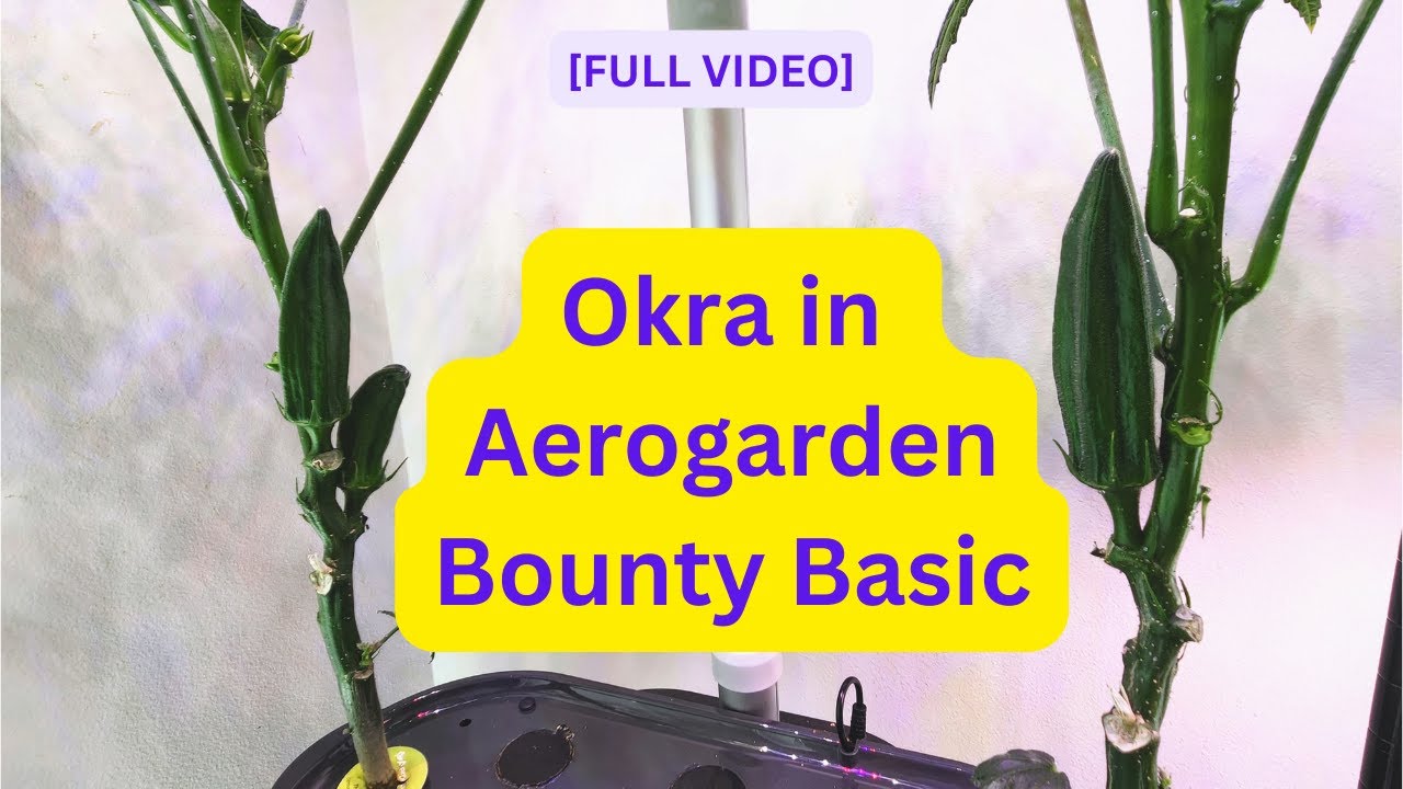 [Full] Growing Okra in Aerogarden Bounty Basic Hydroponics, Jambalaya