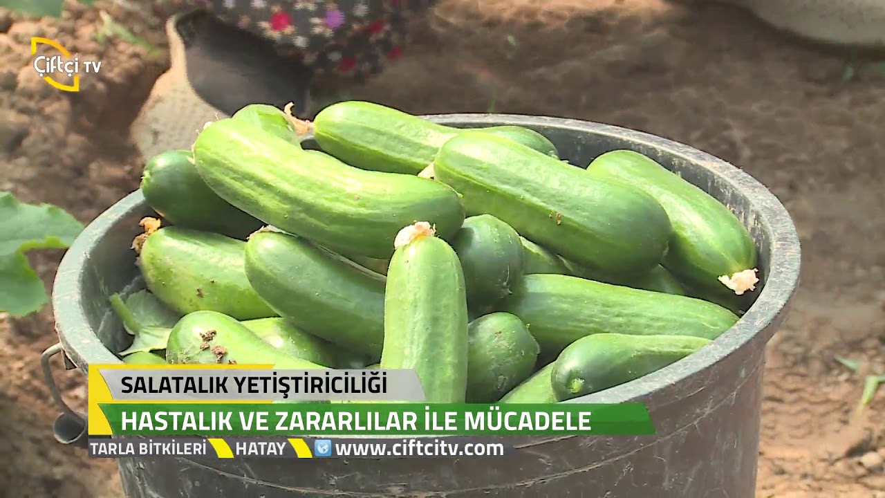 Tarla Bitkileri - Salatalık Yetiştiriciliğin ' de Ekim Sırasında Dikkat edilmesi Gereken Özellikler.