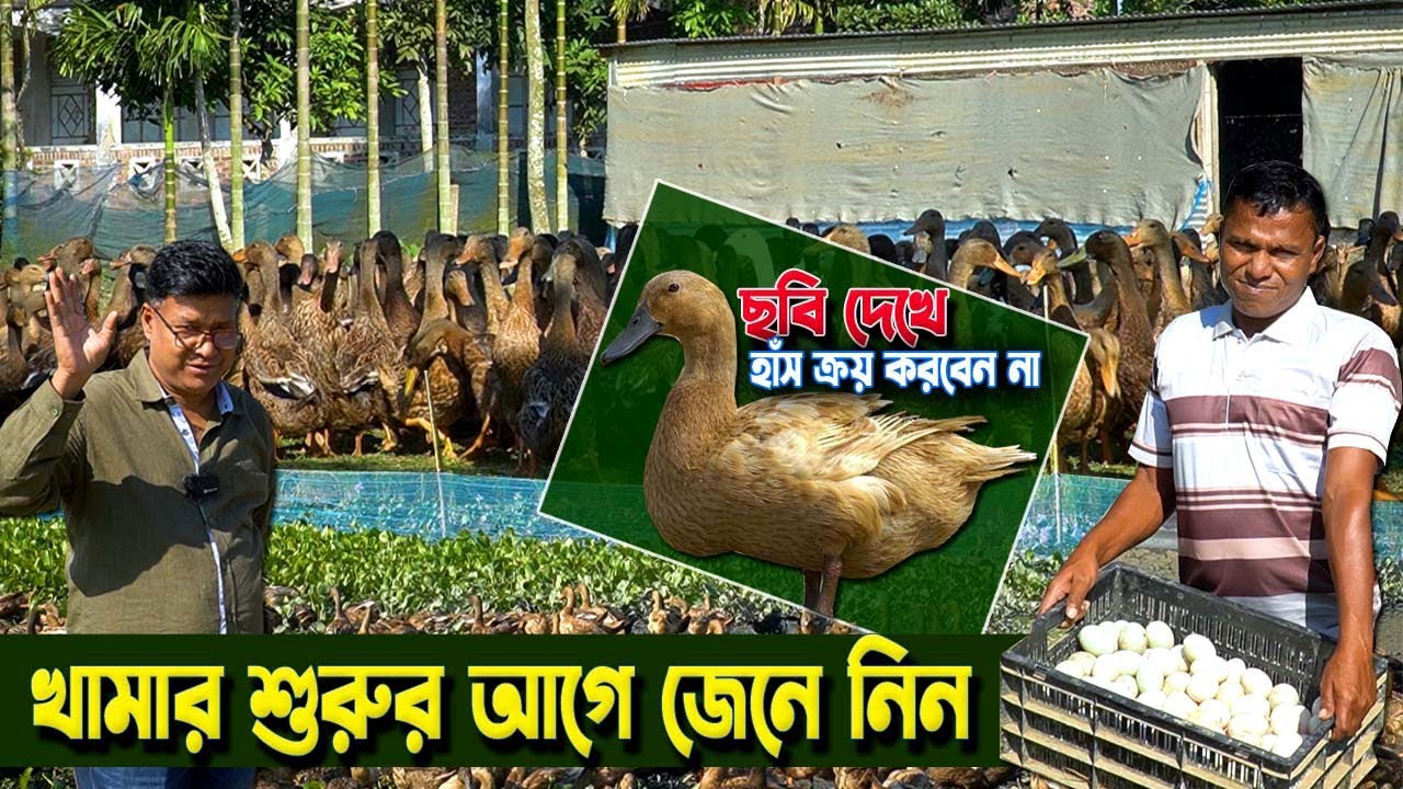 হাঁস পালনের আগে এই কথাগুলো জানুন! ডিমের মুখে হাঁস পালনে বছরে কত লাভ?