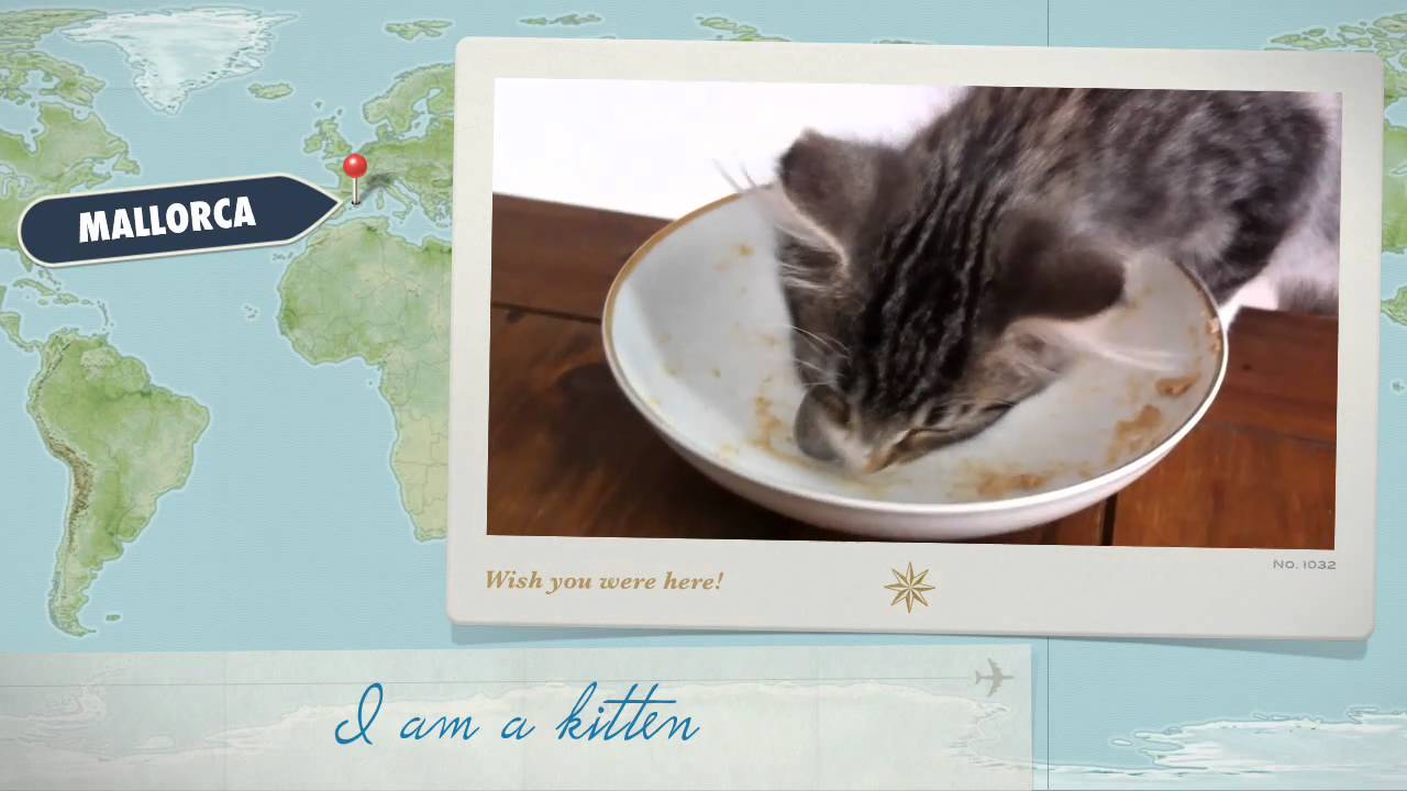 I Am A Kitten