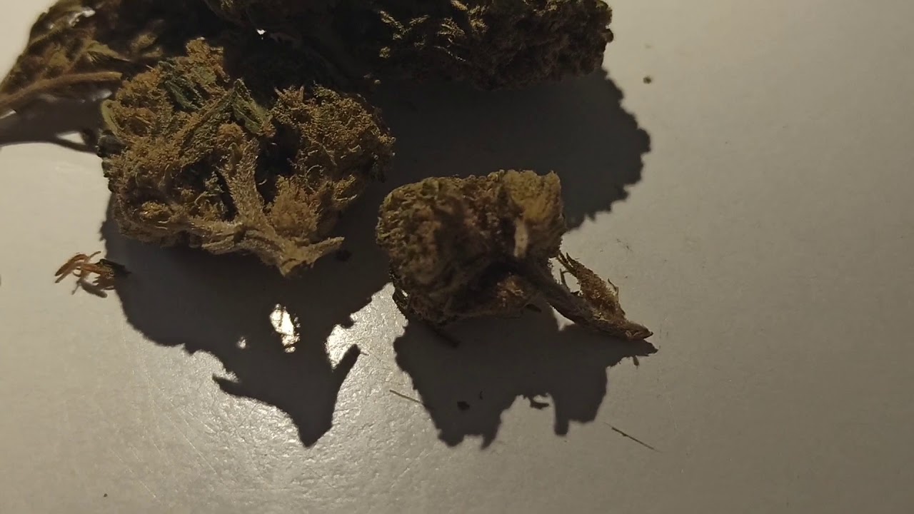 Harley Quinn 👧 CBD - La Verte Feuille
