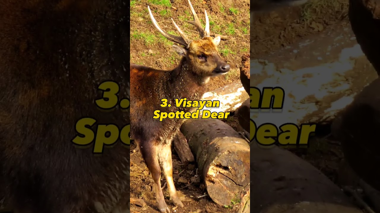 8 Endemic animals in the Philippines 🇵🇭 | Part 1