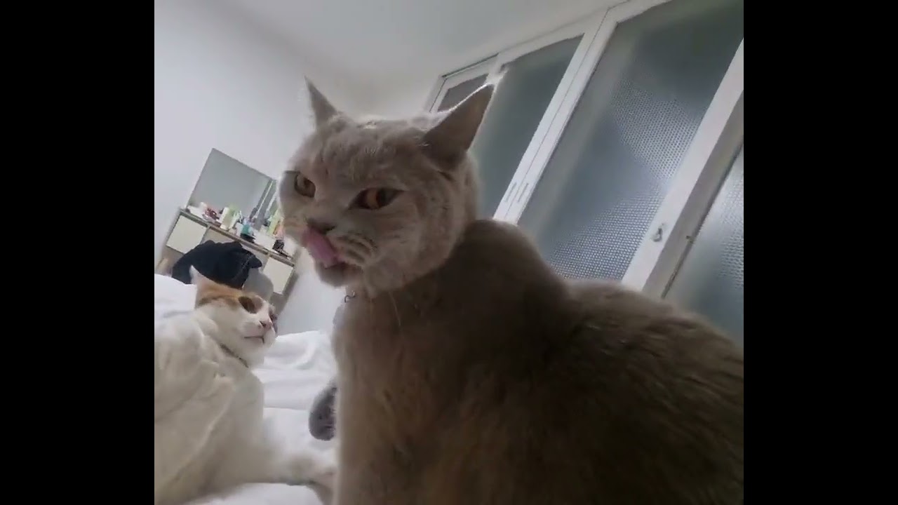 맞짱 뜨는 고양이