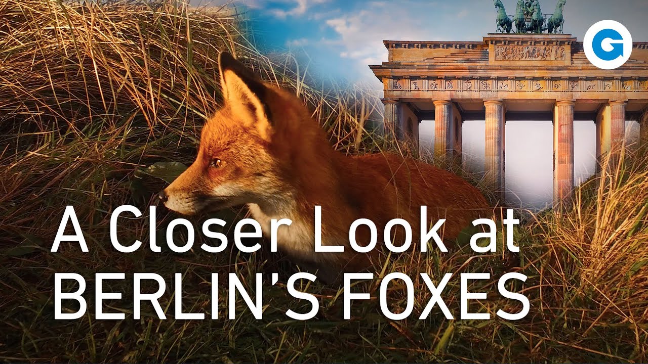 The Unbelievable Link Between Foxes and the City of Berlin | Wildlife Documentary