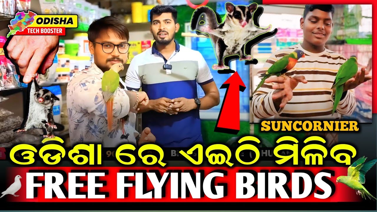 🥰 ଘରକୁ ନେଇ ଯାଆନ୍ତୁ ପାଳିତ କୁନି କୁନି PET || BEST EXOTIC PET SHOP PETHUB BIRDS PARADISE BHUBESWAR #pets