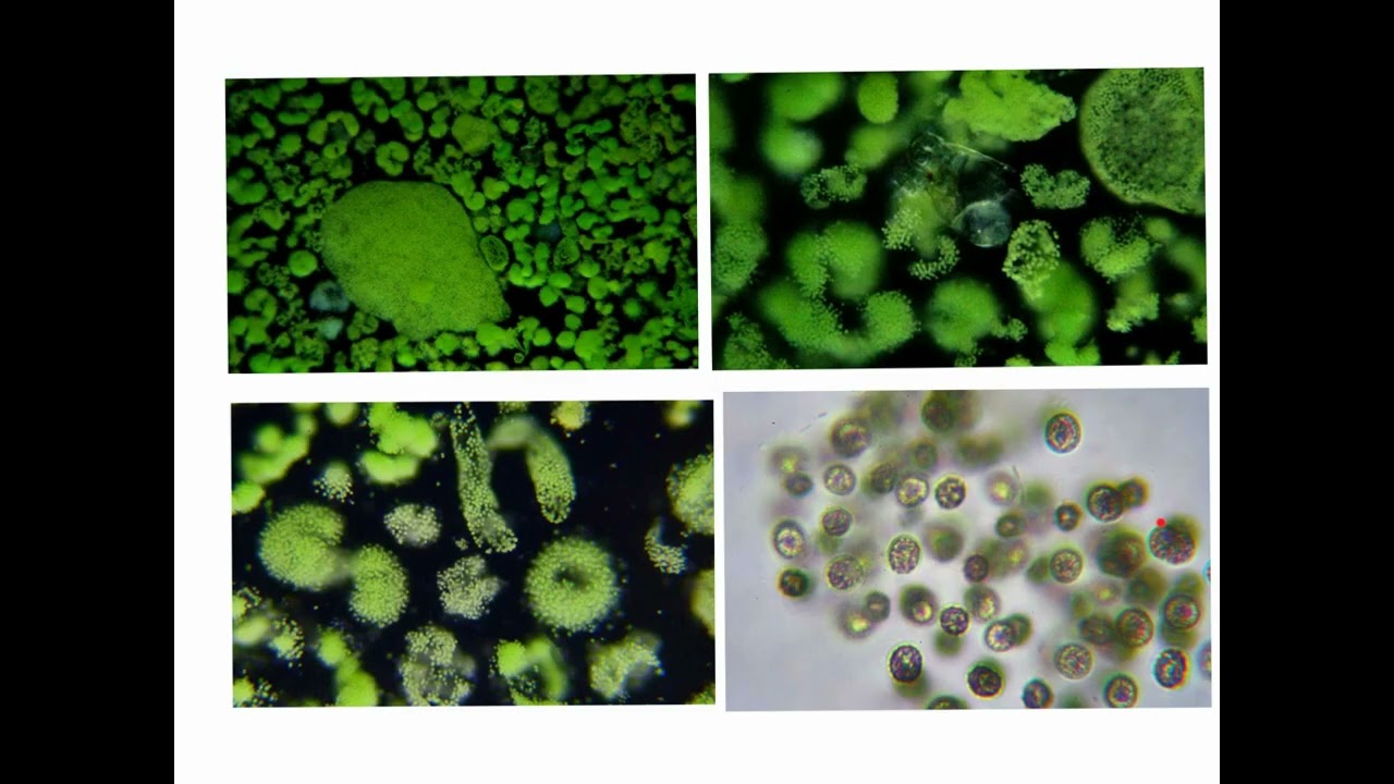 CORSO DI MICROBIOLOGIA GENERALE - LEZIONE 1