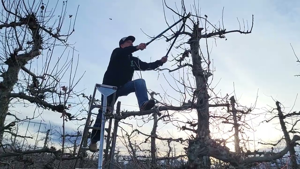 poda de árboles de manzana a 1.50 el  árbol en Washington