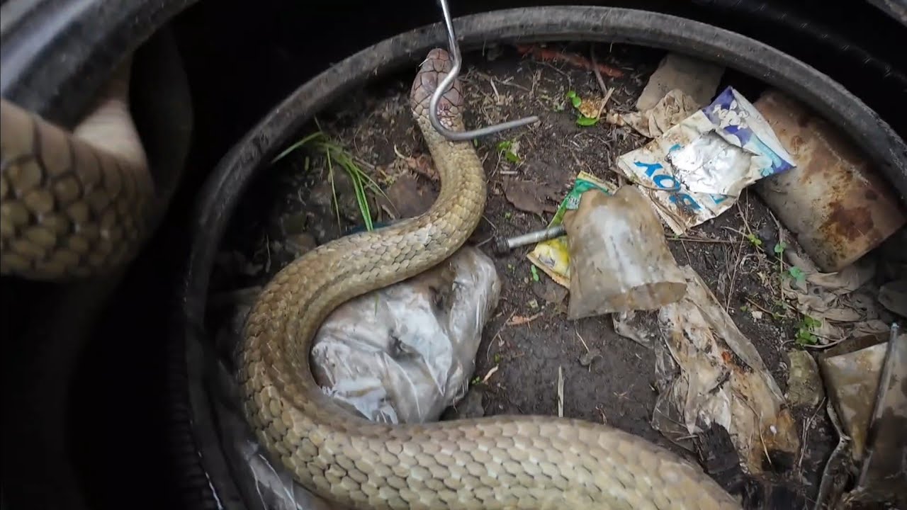 KING COBRA SA GULONG NG NAG LALAKIHANG TRUCK #cobraprince