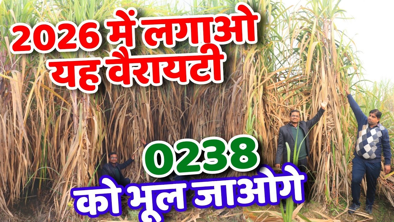 गन्ना 0238 का तोड़ ? Ganne Ki नई Variety