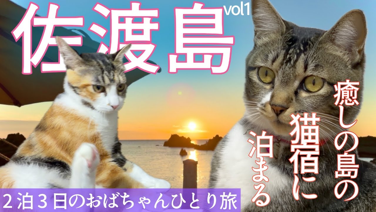 【佐渡島】おばちゃんひとり旅2泊3日の可愛い猫ちゃんのいる民宿に泊まる佐渡の旅〜心も体も癒される癒しの島/ローゼンキャット/おぎの湯/畑野温泉保養センター 松泉閣/長三郎