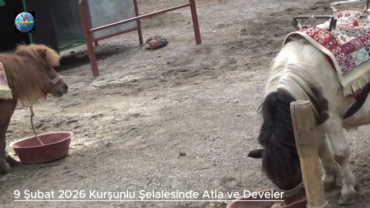 Çelpez.tv:9 Şubat 2026 Kurşunlu Şelalesi: Atlar Develer Antalya