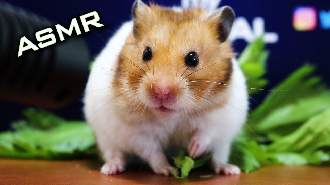 Hamster Eating Celery ASMR 🐹9 | Animal ASMR