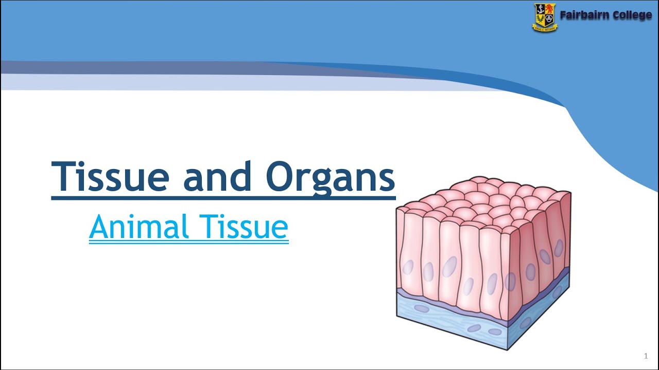 Animal Tissue