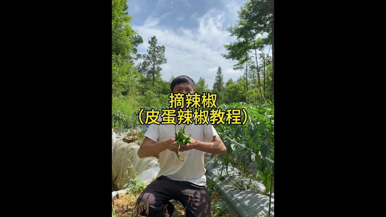家乡的辣椒熟了 #我的农村生活 #螺丝椒