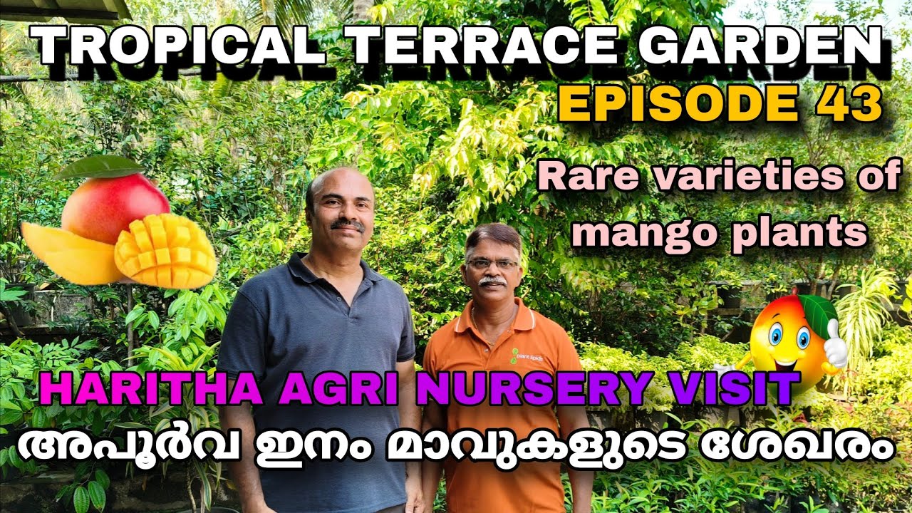 Episode 43 |  അപൂർവ ഇനം മാവുകളുടെ ശേഖരം | Haritha Agri Nursery visit | Rare varieties of Mangoplants