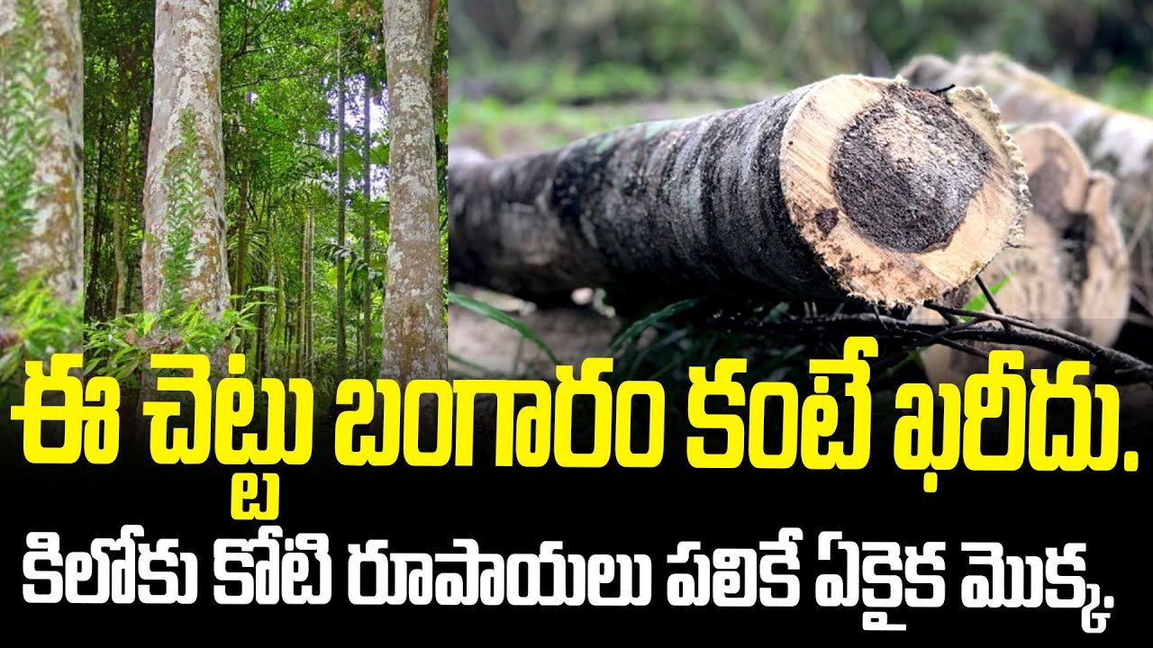 This Tree Is More Valuable Than Gold | The Only Plant Worth ₹1 Crore Per Kg| FBTV NEWS