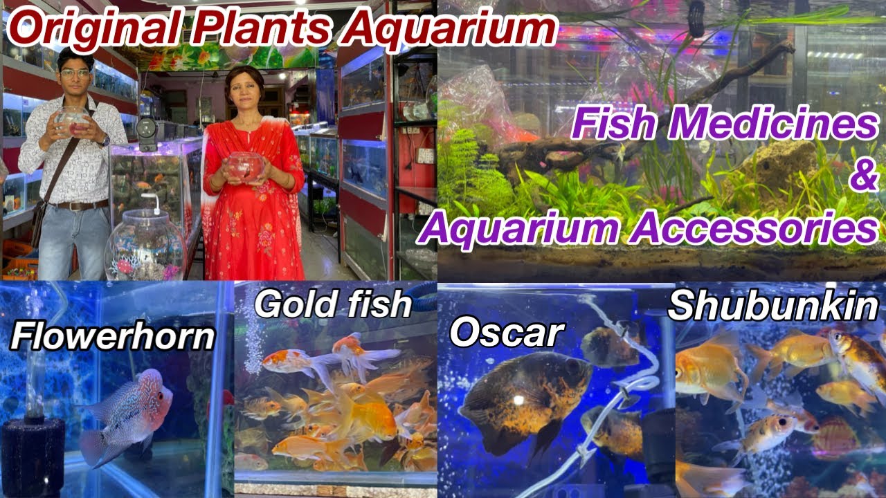 Biggest Aquarium Shop in Jaipur | Fish Tank Price | Sumit jaipur vlog