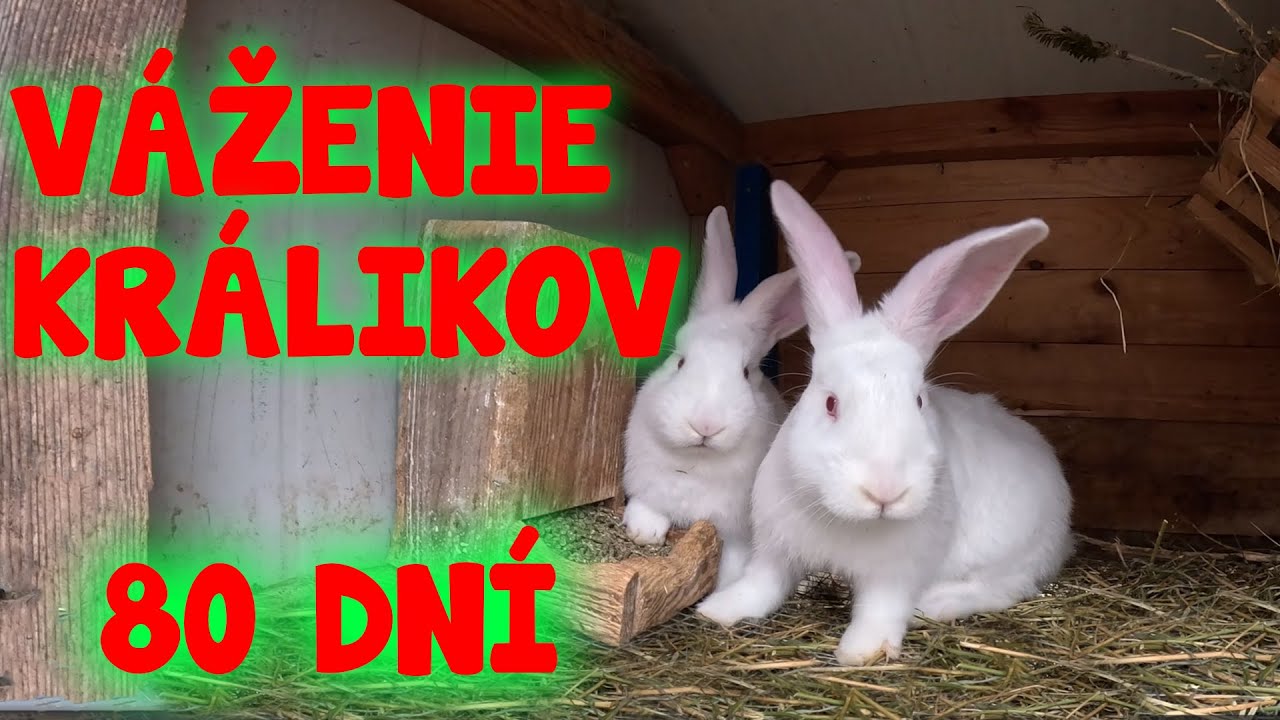 Králiky 80dní, váženie