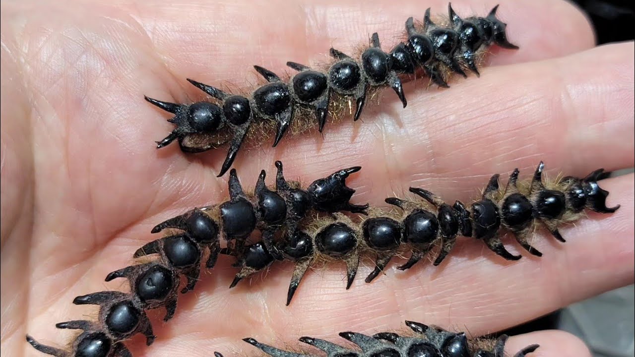 Crafting the Ultimate Hellgrammite Fly!