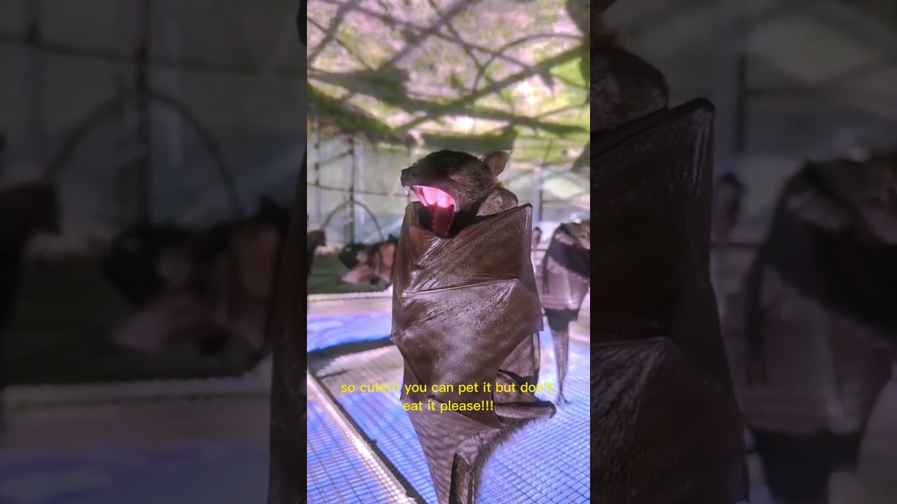 RARE MOMENT!!!! Cute yawning baby bat!!!