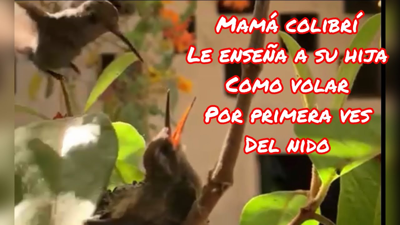 MAMÁ COLIBRÍ; ENSEÑA A SU HIJA A VOLAR DEL NIDO