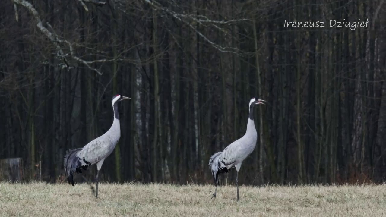 Żuraw zwyczajny (Grus grus). Zachowania godowe.