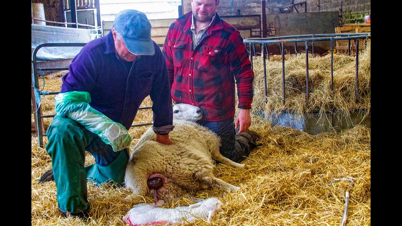 It's Lambing Time
