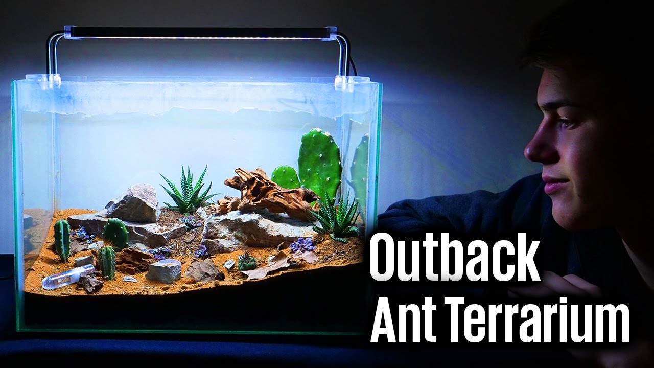 Outback DESERT Themed ANT Terrarium | Naturalistic Setup