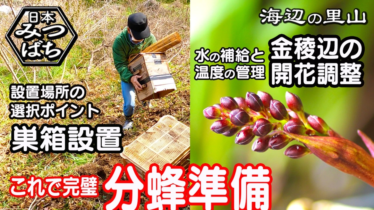 [田舎暮らし]日本蜜蜂の分蜂が近づき金稜辺の開花調整と巣箱の設置場所の開拓を紹介