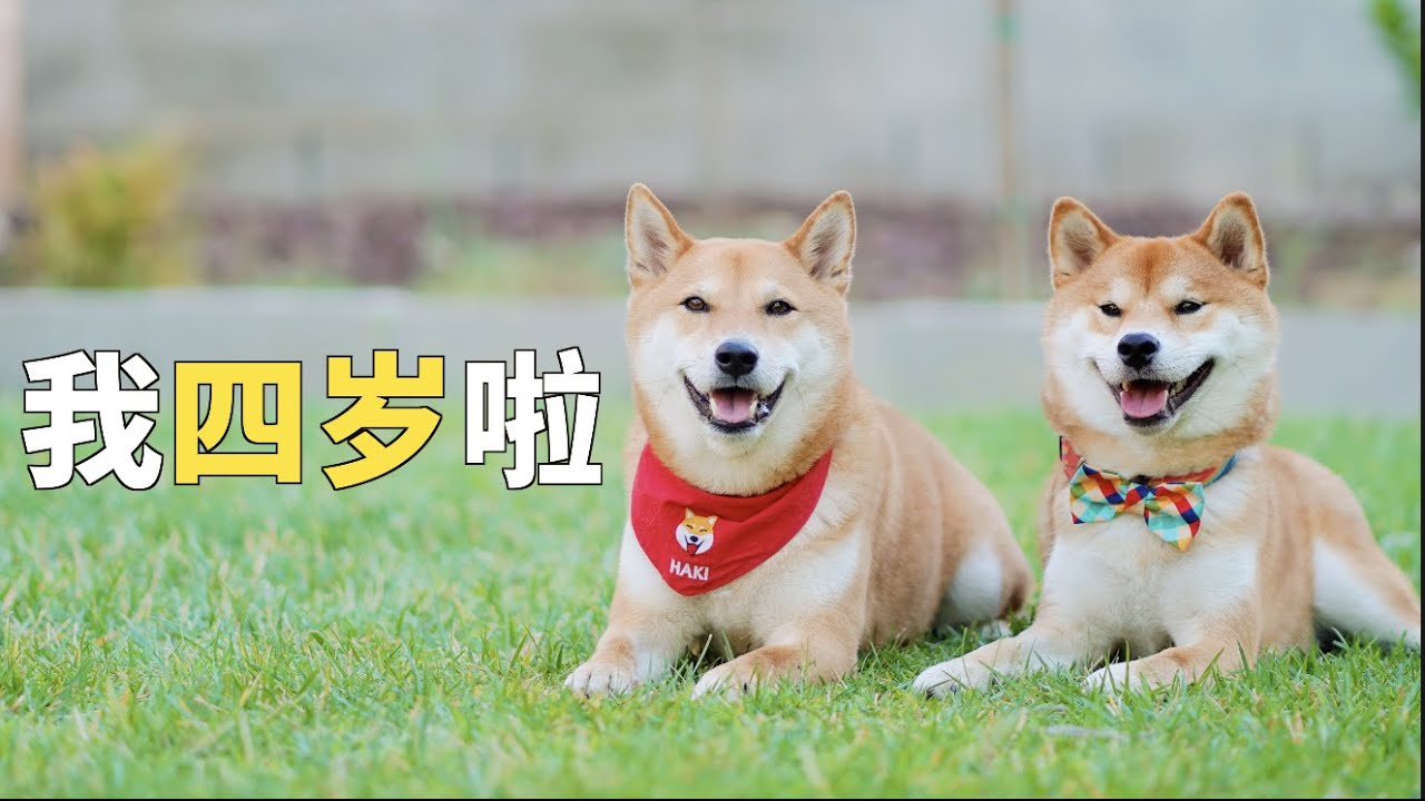 柴犬Haki的生日Vlog：堪比米其林的超大牛排|烤狗狗蛋糕|小狗超开心