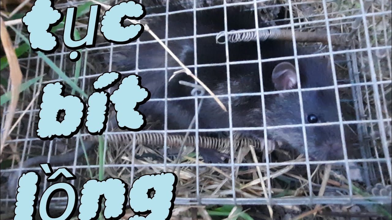 Tiếp tục lại Có hàng 7 cái dính 6 còn Hòa Nguyễn chuột đồng 