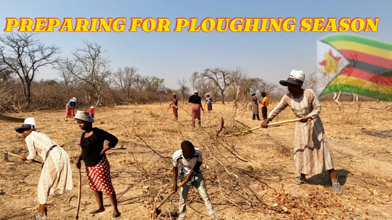 It's That Time Again. Preparing for Ploughing in Zimbabwe Village 