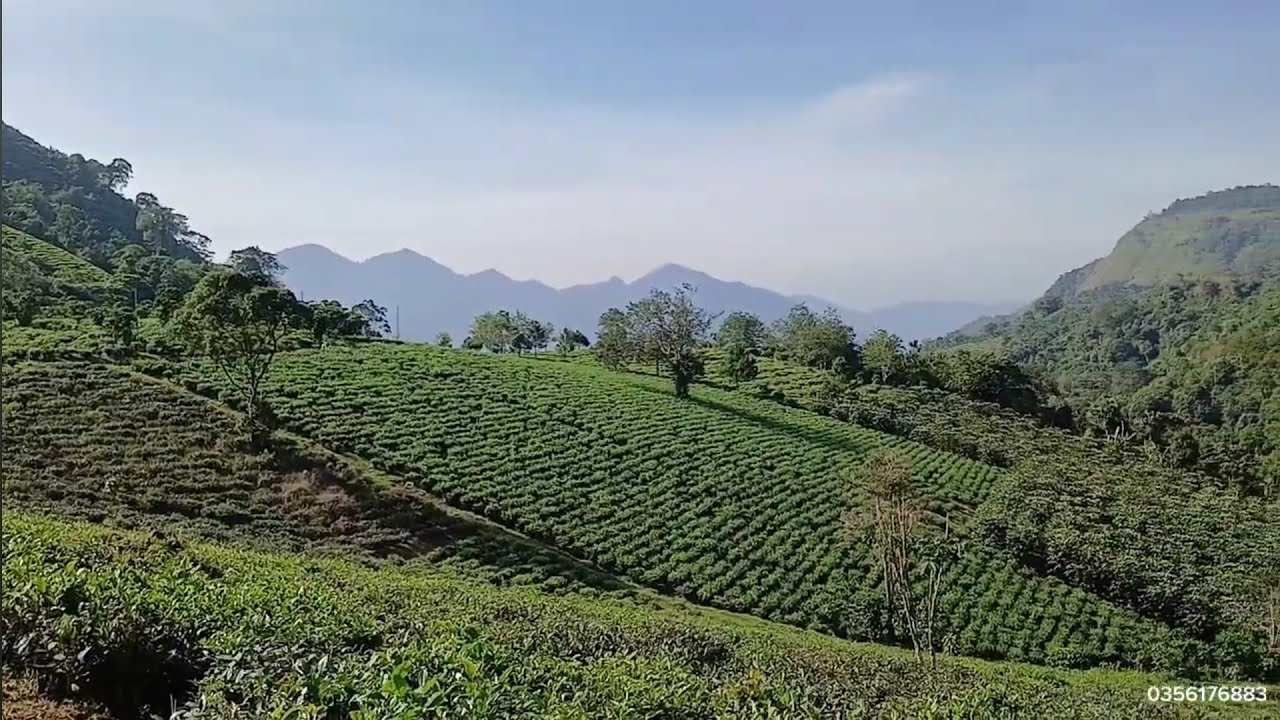 Bảo Lộc _ phường 3 Đại Lào vườn 3851m², Ql20 vào 700m.