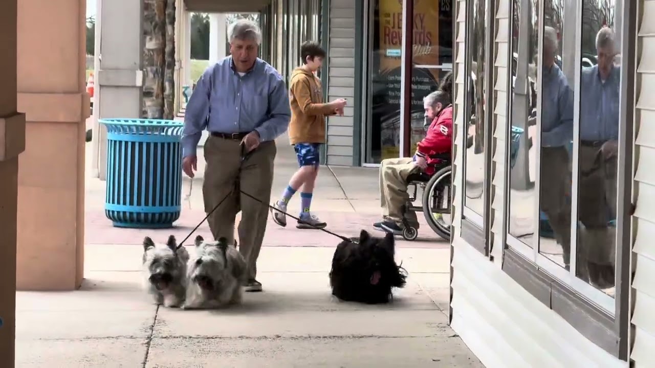 Skye Terriers Cooper, Angel and Bonnie Enjoy an Outing - March 30, 2025