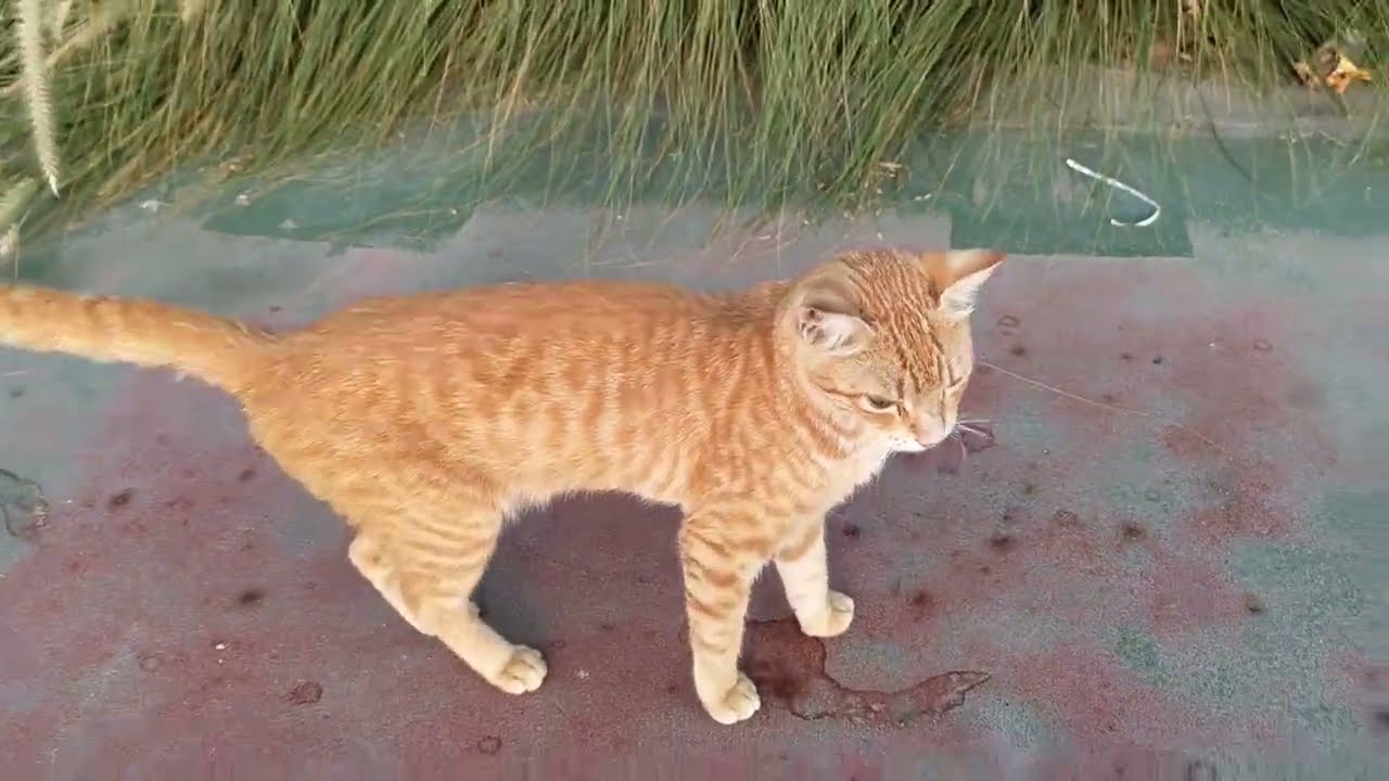 Loving and cute cat bis bis nu nu