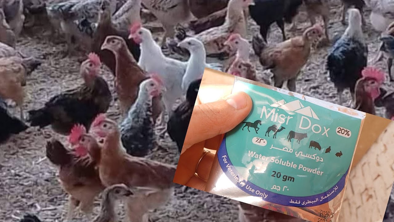 #كل الطيور لازم تستخدم معاها مضاد حيوى وفيتامين ورافع مناعه 🦆🐔🐓
