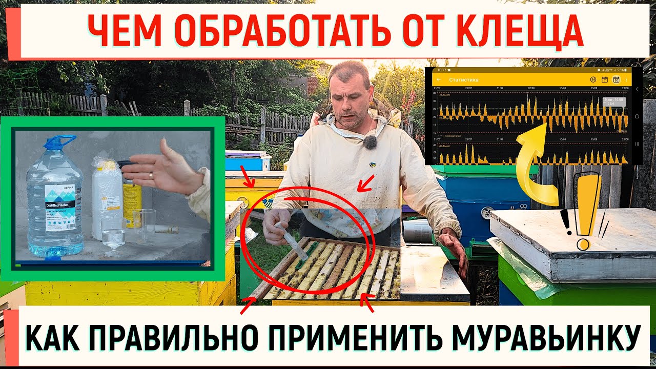 Чем обработать клеща в августе? Правильно используем муравьиную кислоту.