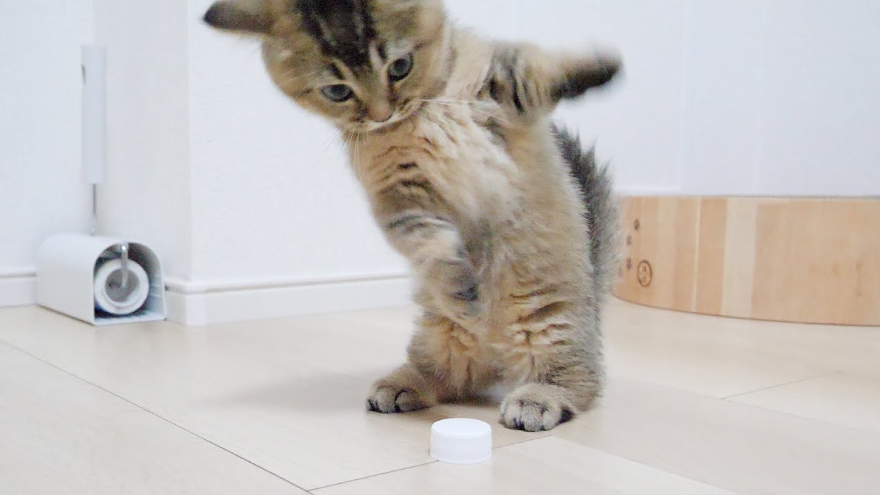 Kitten Kiki vs PET bottle cap!