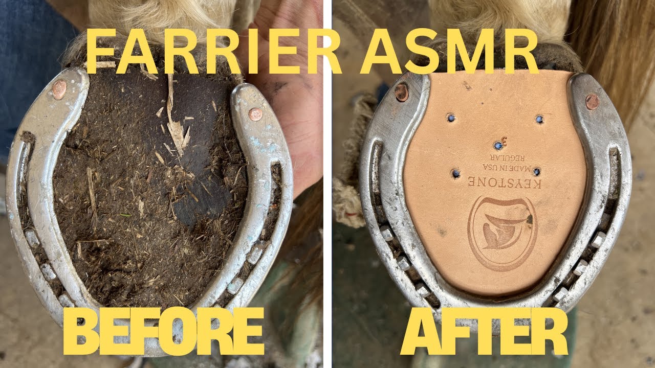 HORSESHOEING ASMR #satisfying #asmr 